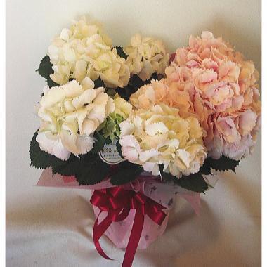 母の日プレゼントにオススメ鉢花「あじさい」ピンク系