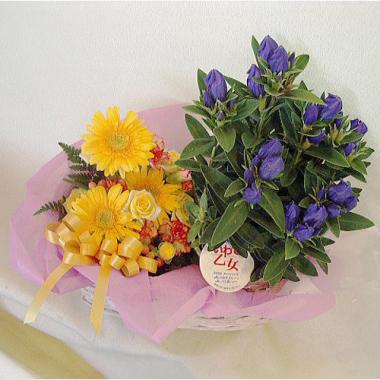 リンドウの鉢花&イエロー系ミニアレンジのセット商品(9月からのお届け商品)