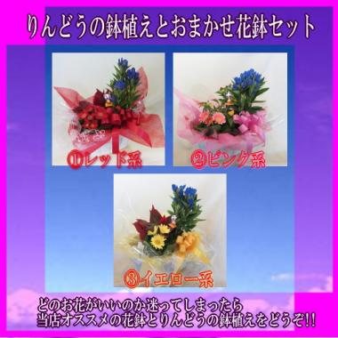 花ぽかオススメ★☆花鉢とりんどうの鉢植えセット★☆(9月からの販売開始!!)