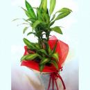 新築祝いの贈り物にもオススメ観葉植物「幸福の樹/ドラセナ・マッサンゲアナ」