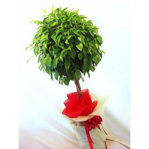 新築祝いの贈り物にもオススメ観葉植物 ベンジャミナ ベンジャミン