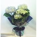 母の日プレゼントにオススメ鉢花「あじさい」ブルー系