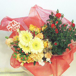 母の日プレゼントにミニバラ鉢植え ミニアレンジメントのセット