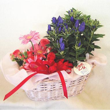 リンドウの鉢花&ピンク系ミニアレンジのセット商品(9月からのお届け商品)