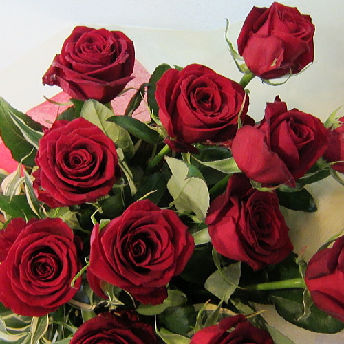 12本の赤薔薇をまとめた花束 ダーズンローズ プロポーズにオススメ