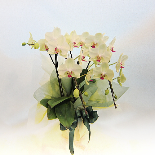 三鷹・吉祥寺のお花屋 花ぽかぽか / 贈り物にオススメ蘭鉢「ミディ