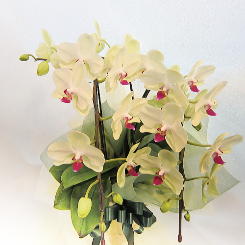 三鷹・吉祥寺のお花屋 花ぽかぽか / 贈り物にオススメ蘭鉢「ミディ