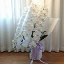 葬祭式などのお供え花に「ファレノプシス/胡蝶蘭」(3本立ち)