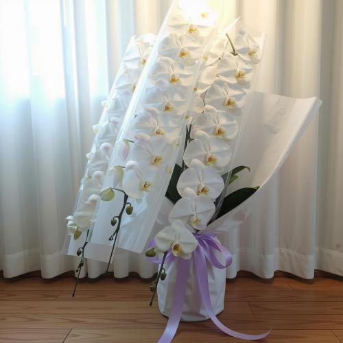葬祭式などのお供え花に「ファレノプシス/胡蝶蘭」(3本立ち)