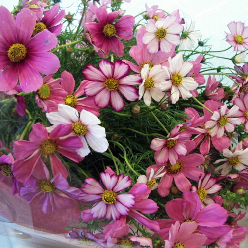 秋花コスモスをあしらった花束 乙女の真心 秋限定