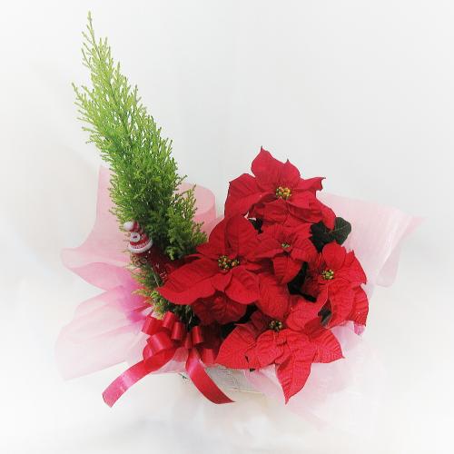 クリスマスプレゼントにもオススメ ポインセチアの鉢植えとゴールドクレストお歳暮の贈り物にもどうぞ