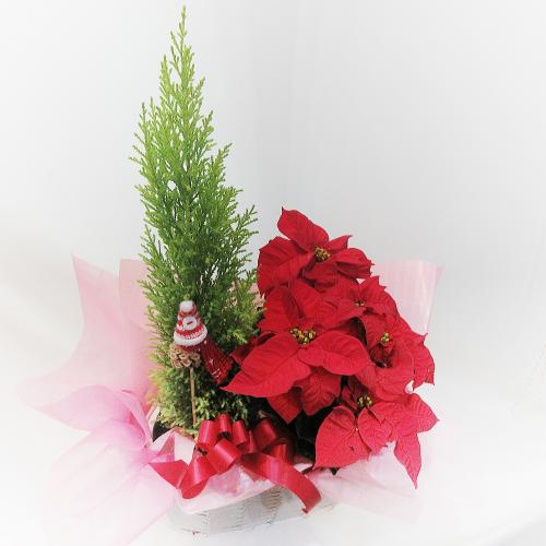 クリスマスプレゼントにもオススメ ポインセチアの鉢植えとゴールドクレストお歳暮の贈り物にもどうぞ