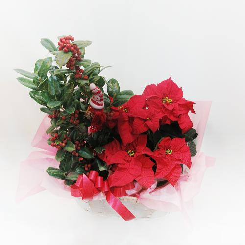 クリスマスプレゼントにオススメ ポインセチア クリスマスホーリー 鉢植えセット クリスマスプレゼントにオススメ ポインセチア クリスマスホーリー 鉢植えセット