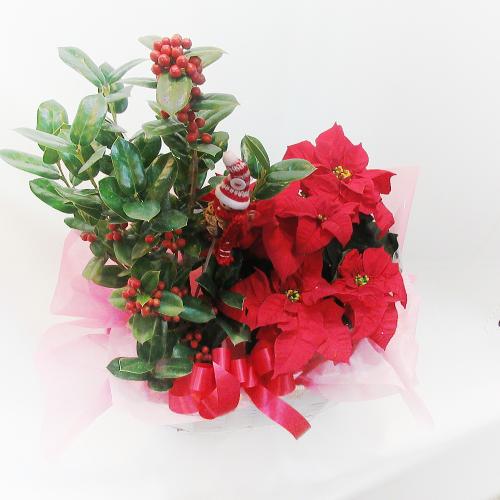 クリスマスプレゼントにオススメ ポインセチア クリスマスホーリー 鉢植えセット