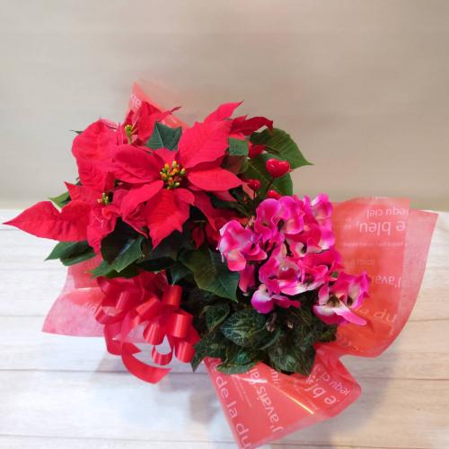 「ポインセチア&ミニシクラメン」鉢植えセット★クリスマスプレゼントにオススメ!!