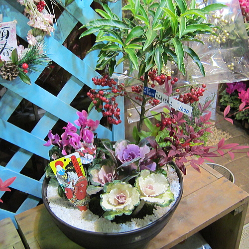 お年賀の贈り物にもオススメ お正月寄せ植え 万両 南天 葉牡丹 シクラメン お年賀の贈り物にもオススメ お正月寄せ植え 万両 南天 葉牡丹 シクラメン