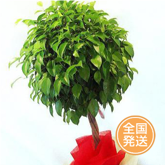 病院の開院祝いの観葉植物