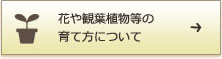 お花屋観葉植物の育て方について